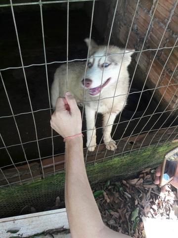 Husky siberiano