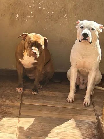 Vendo filhotes pitbull Cachorros e acessórios Catete Rio de