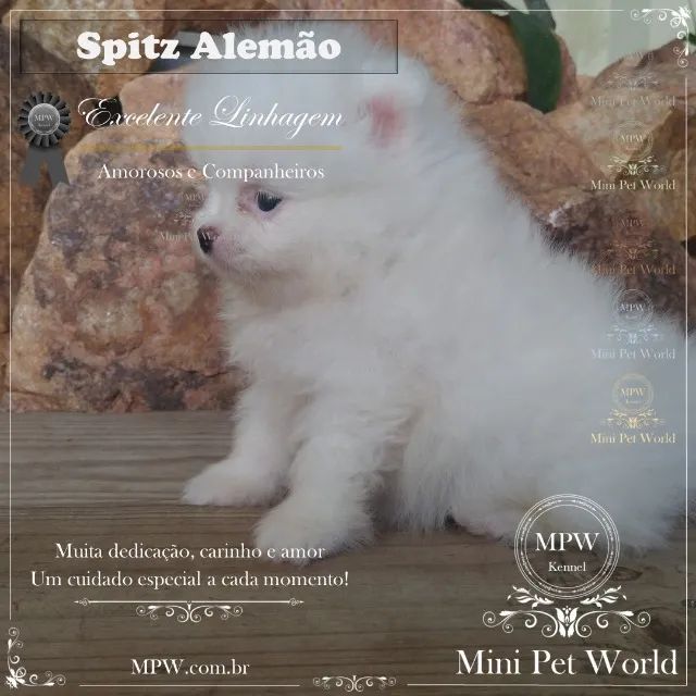 Spitz Alemão Anão Lindos Filhotes fêmea e macho Preço Especial