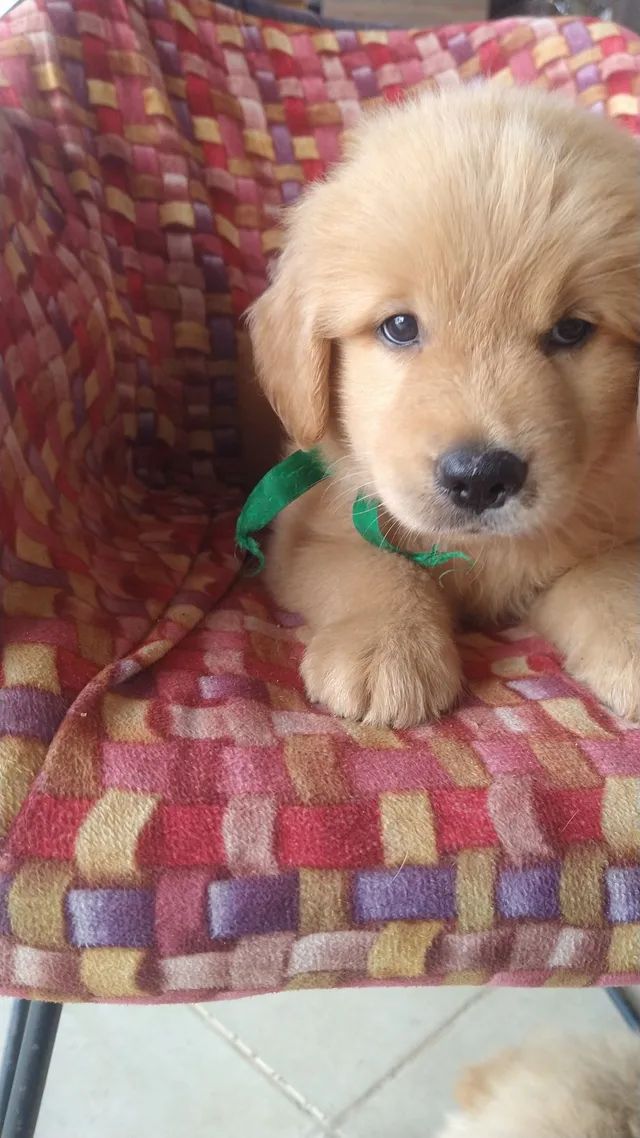 filhotes de Golden retriever puros último filhote macho Cachorros e