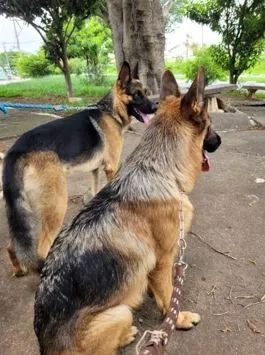 Pastor Alemão Capa Preta Puro Cachorros e acessórios Bela Vista