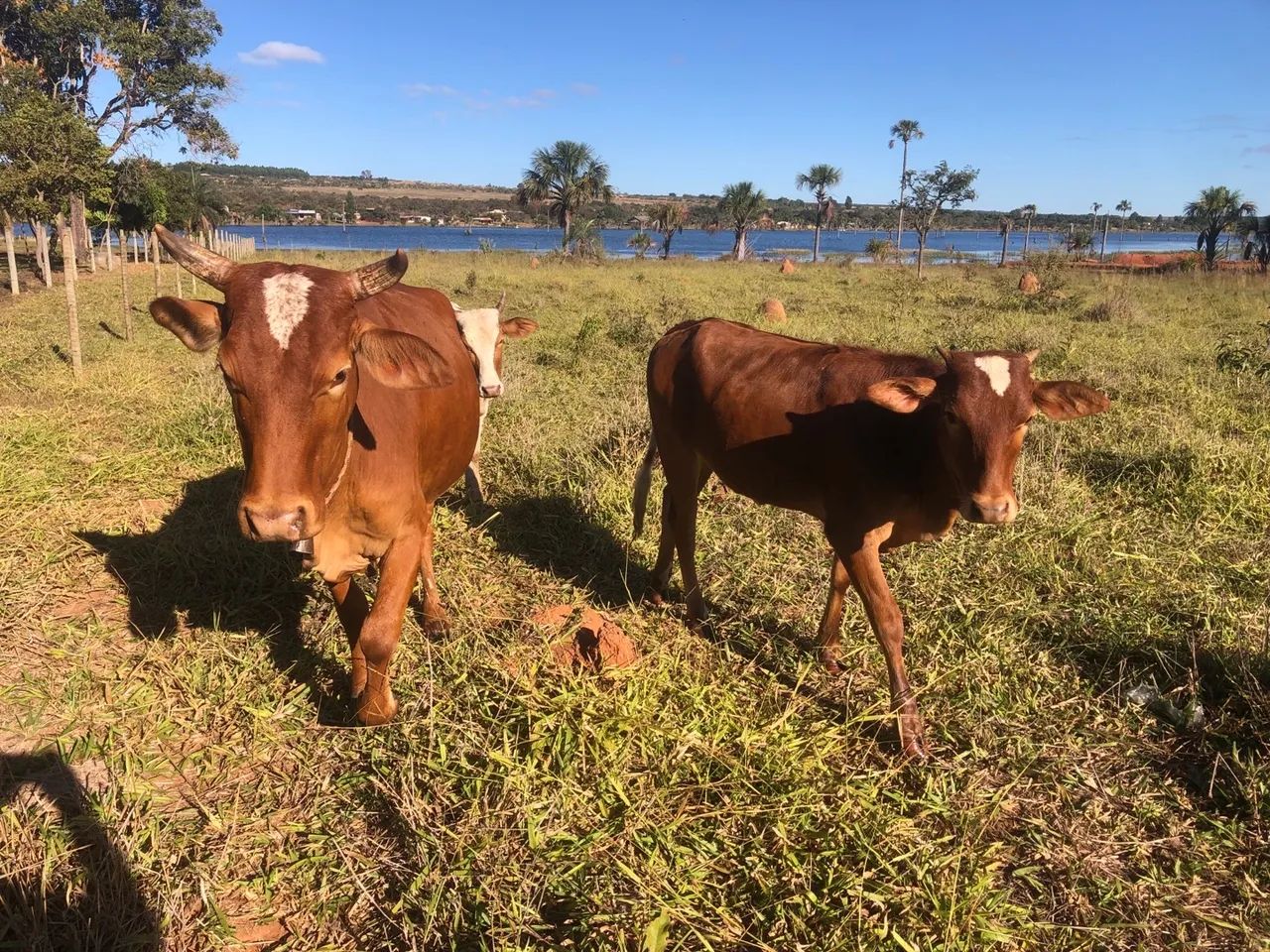 Vendo vaca e novilhas Outros animais e acessórios Setor Norte