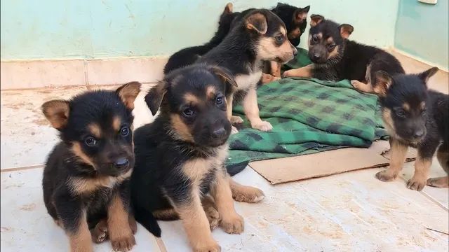 Pastor alemão filhote Manto Negro Cachorros e acessórios Dom Bosco