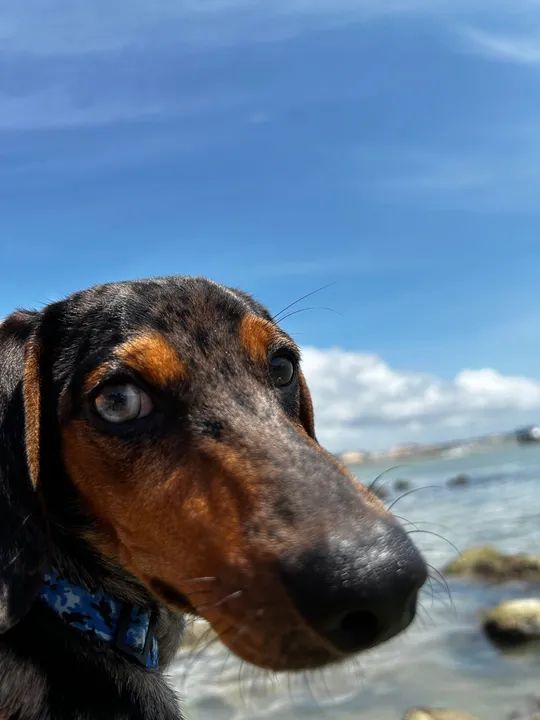 A procura de uma namorada a raça Dachshund Cachorros Araçoiaba