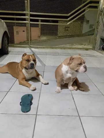 Ltimos Filhotes American Bully Pocket Cachorros E Acess Rios