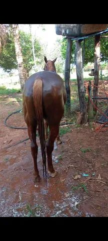 Animais De Estima O Sever Nia S O Paulo