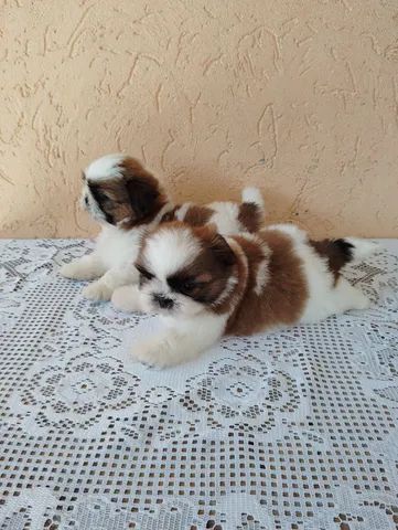 Lindos Filhotes De Shih Tzu Cachorros E Acess Rios Vila Tr S S O