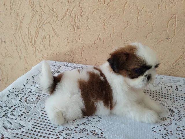 Lindos Filhotes De Shih Tzu Cachorros E Acess Rios Vila Tr S S O