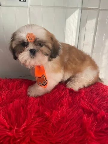 Filhotes De Shih Tzu Machos E F Meas Est O Prontos Para Voce Escolher