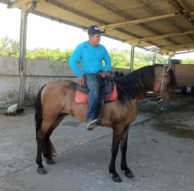 Vendo Cavalo M M Cavalos E Acess Rios Nossa Senhora Da Vit Ria