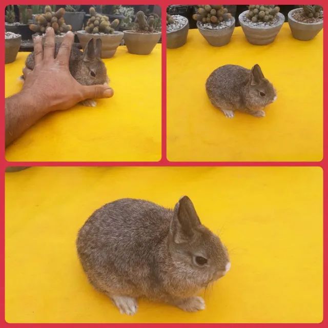 Mini Coelho Netherland Dwarf No Brasil