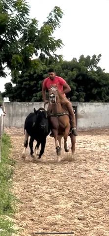 Egua De Vaquejada No Brasil