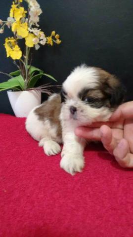 Shih tzu sua melhor escolha