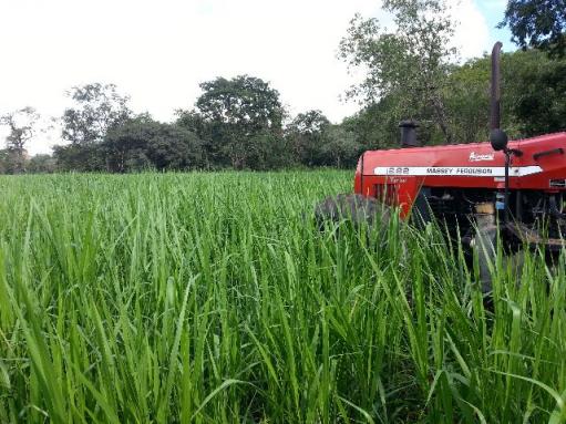 Fazenda 180 hectares Gen. Carneiro-MT