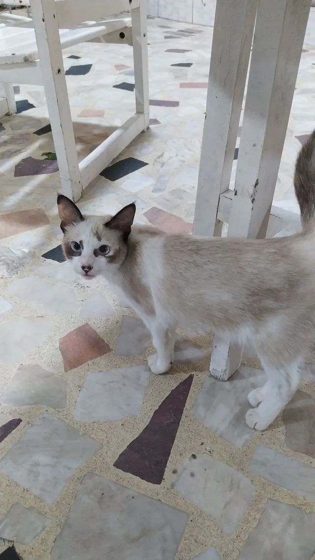 Gatos Centro Salvador Bahia