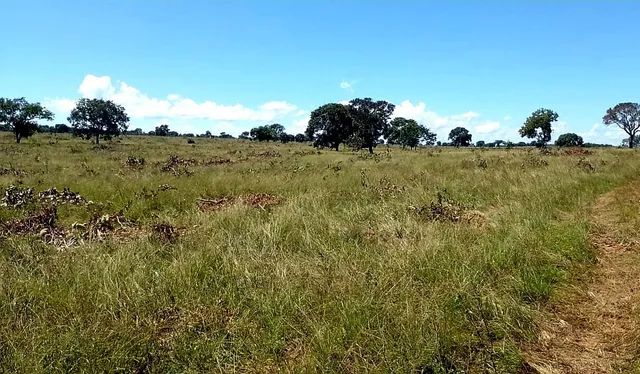 Fazendas Para Alugar Mato Grosso Do Sul MS OLX