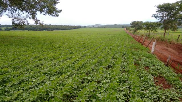 Fazenda com 64 Alq para agricultura e pecuária