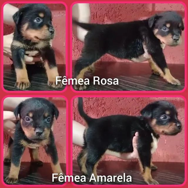 Filhotes De Rottweiler Puros Dias Nas Fotos Cachorros E