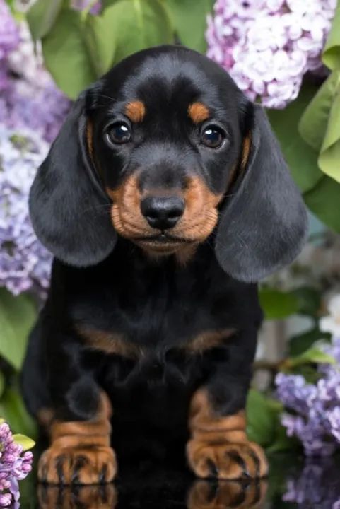 Filhote Teckel Dachshund Basset Salsicha Salsichinha Cofap Macho E