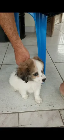 Shih Tzu Misturado An Ncios Na Olx Brasil