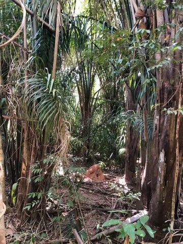 Fazenda Alqueires Proximo A Aparecida Do Rio Negro Tocantins