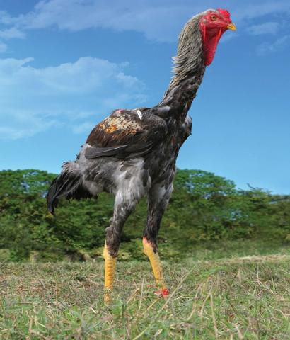 Frangos Índio Gigante