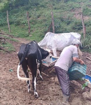 Vacas E Novilhas Animais Para Agropecu Ria No Brasil