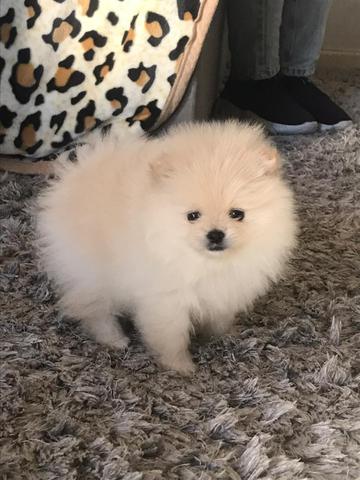Spitz alemão anão - Foto 2