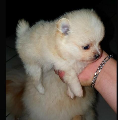 Lulu da pomerânia (Anão) - Foto 3