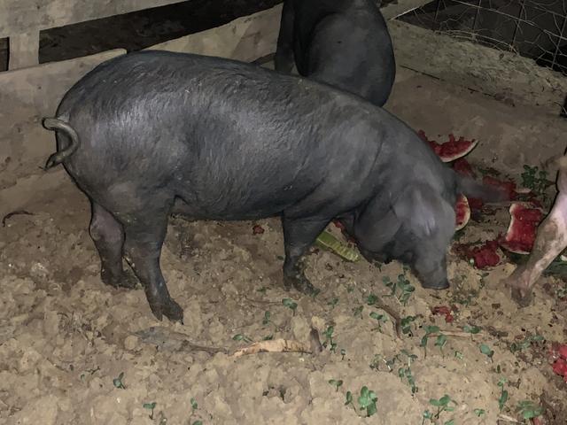 3 porcos caipira - Foto 2
