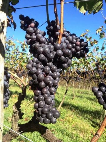 Fazenda com Vinhedo em Urubici/ fazenda em Urubici/ Chácaras em Urubici - Foto 7