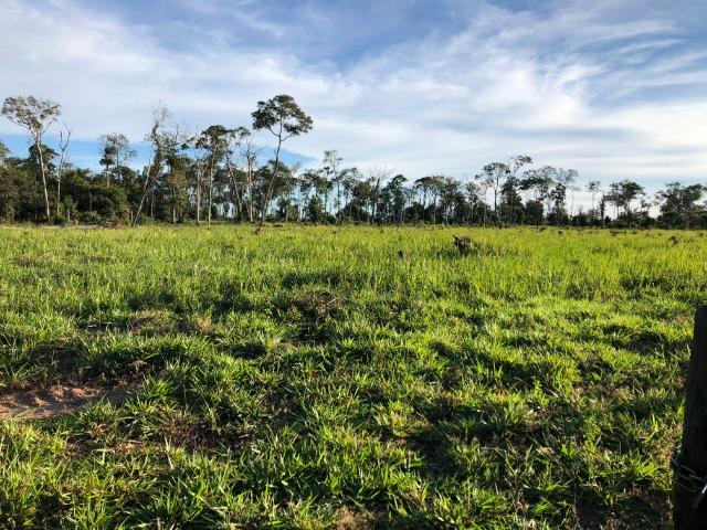 68 alqueires, 58 alqueires de pasto, Nova Marilãndia-Pecuama-MT - Foto 10