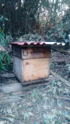 Caixas de abelha produzindo - Foto 4