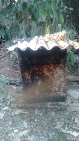 Caixas de abelha produzindo
