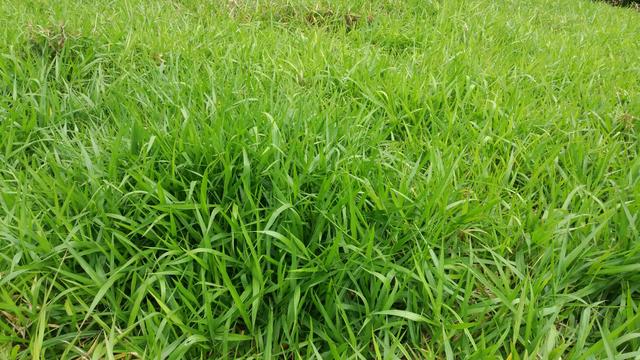 Sitio viana aceito casa em campo grande - Foto 19