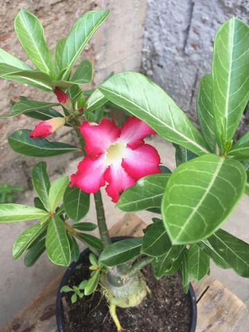 Lindas rosas do deserto varias cores
