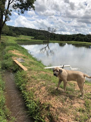 Fila brasileiro macho disponível para cruza - Foto 3