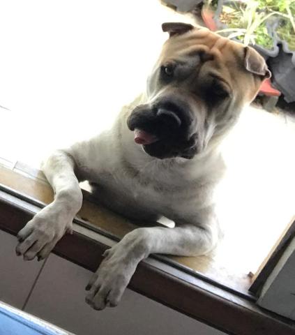 Shar pei- Doa- se - Foto 3