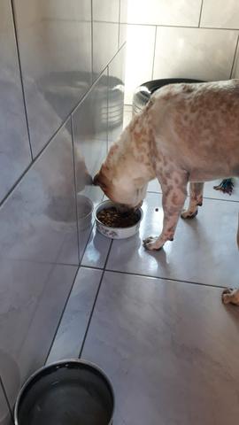 Shar pei- Doa- se - Foto 4
