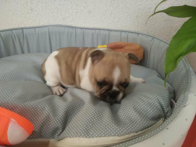 Filhote de Bulldog Francês ol - Foto 3