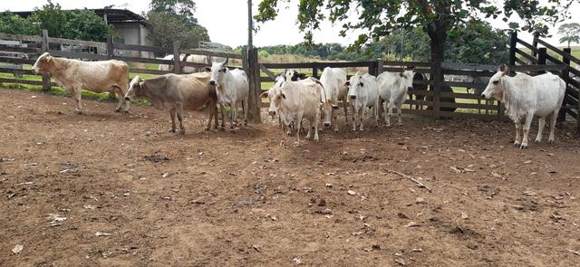 Vacas para corte - Foto 6
