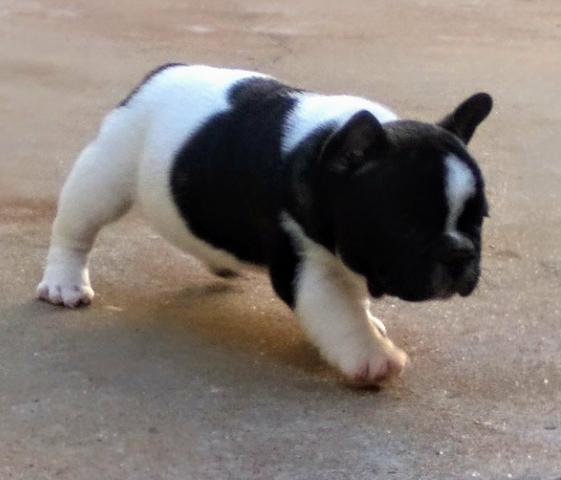 Filhote de Bulldog Francês ol