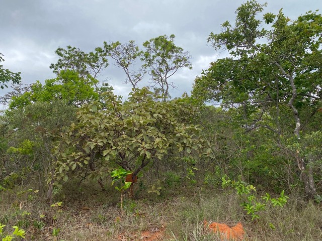 Lotes de 1400m2 na Serra do Cipó  - Foto 5