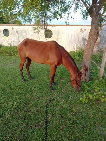 ÉGUA CARROCERIA 