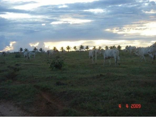 1200 hectares, pecuária, Diamantino-MT, troca-se por imóveis em MT - Foto 6