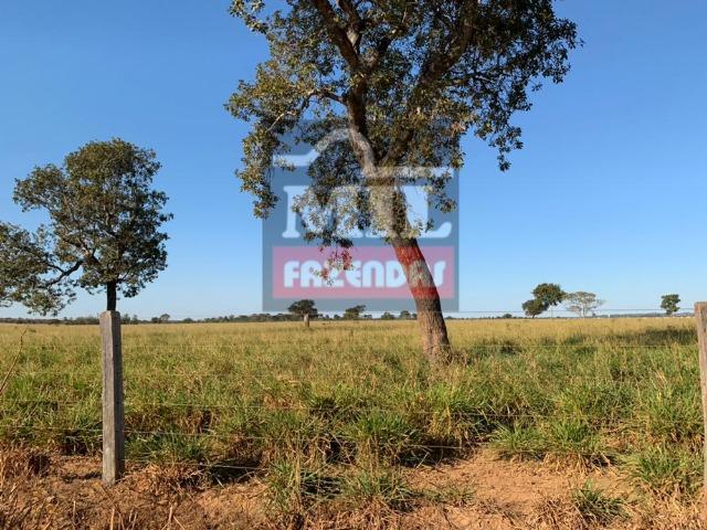 Fazenda 22 Alqueires (106 hectares) Nova Xavantina-MT - Foto 9