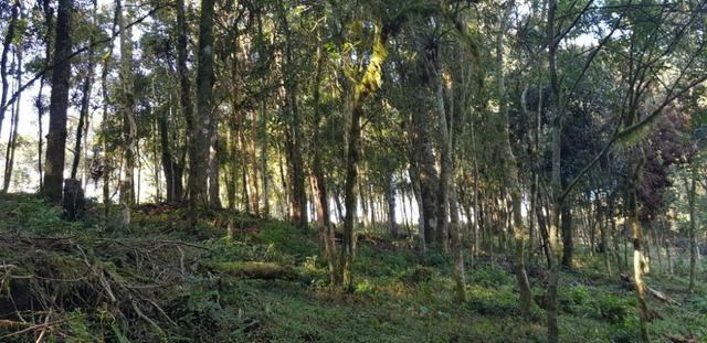 Vendo chácaras a partir de 5000m² a 30 km do Ceasa,Leia o Anuncio! - Foto 8