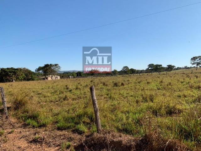 Fazenda 22 Alqueires (106 hectares) Nova Xavantina-MT - Foto 4