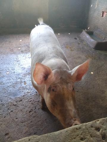 Barão