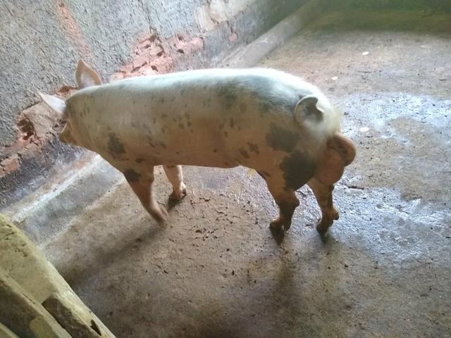 Barão - Foto 3